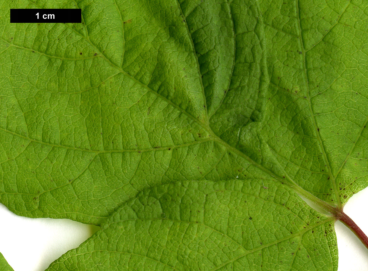 High resolution image: Family: Sapindaceae - Genus: Acer - Taxon: negundo - SpeciesSub: subsp. californicum var. texanum